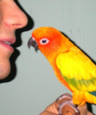 Дізнайтеся секрет, як навчити папуг говорити