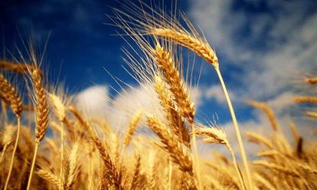 пророщена пшениця користь і шкода