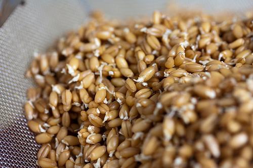 пророщена пшениця користь і шкода